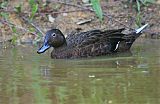 Brown Teal